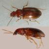 Bradycellus verbasci
